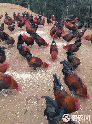 黑瑶鸡苗