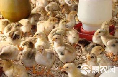 五黑鸡苗