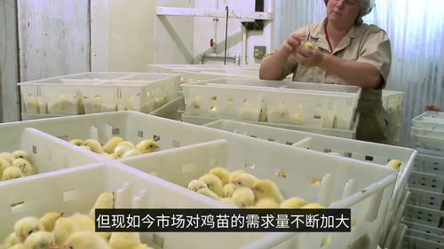 工厂是怎样孵小鸡的,实拍流水线过程,小鸡刚出生命运就被安排了