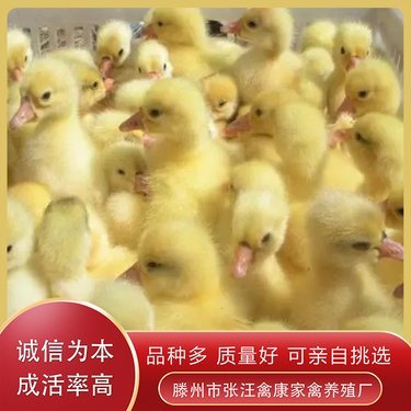 现在鹅的价格是多少钱一斤