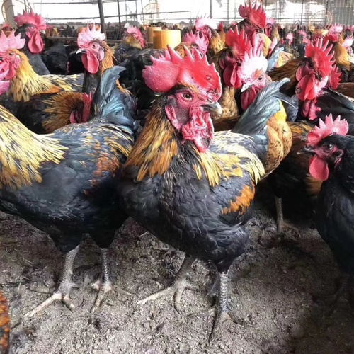 四川黑鸡苗批发 贵州黑鸡苗价格 成都天露黑鸡苗孵化场 贵阳黑土鸡苗