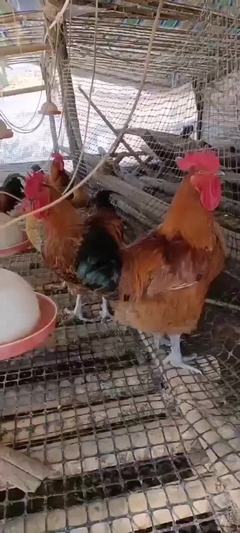 湖南衡阳衡南县宏大家禽孵化场鸡苗