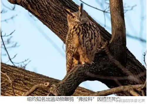 2024年美国人的信用卡债务将超过储蓄 纽约知名出逃动物雕鸮 弗拉科 因撞楼死亡 美加新闻播报