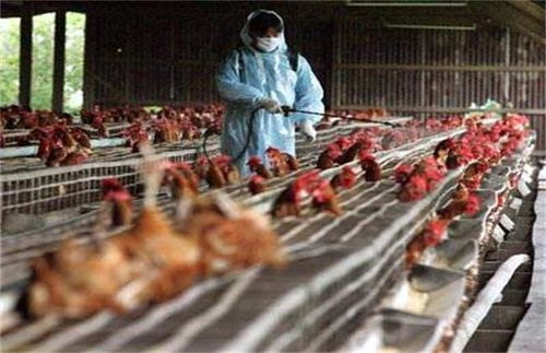 一网友提问说 本人有一些草场,疫情过后养家禽怎么样呢
