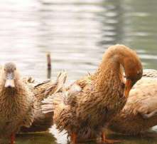 家禽孵化全攻略 从高清图片看孵化过程与技巧