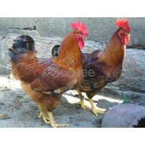 2018年东莞土鸡蛋厂商批发与报价及家禽孵化服务概览