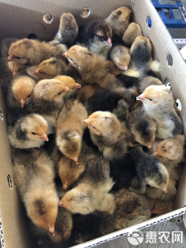 芦花蛋鸡苗与家禽孵化产业概述 大型鸡苗孵化场的专业服务