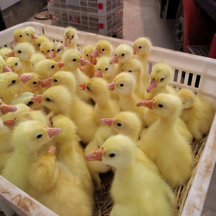 皖西小鹅苗养殖场与大型保种孵化基地——白鹅品种与家禽养殖的完美结合