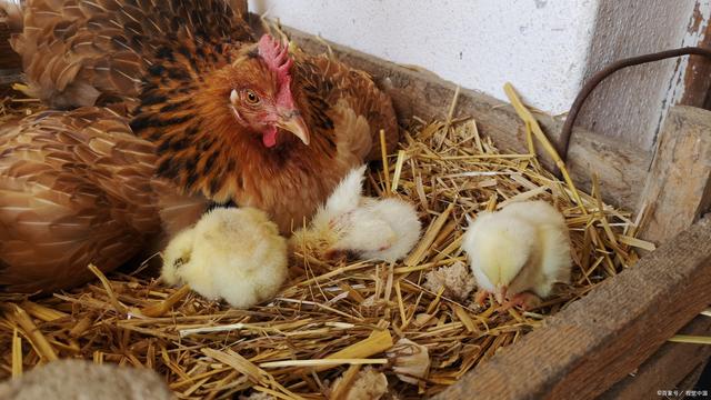 当生命之谜遇上公鸡 母鸡下蛋是否必须靠它？家禽孵化的科学解析