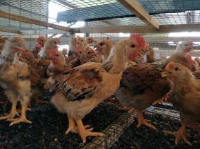 家禽养殖孵化鸡苗鸭苗 技术与实践指南