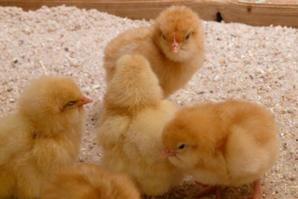 家禽小鸡孵化、性别分辨与养殖技术详解