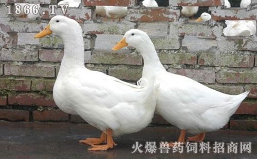 华龙家禽孵化中心 引领家禽孵化的专业力量