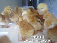 山东纯种公鸡苗购买指南 红军家禽孵化场及更多选择