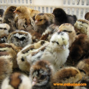 优质土鸡苗与五黑鸡绿壳鸡苗厂家直销，东乡海旺家禽孵化厂竭诚服务