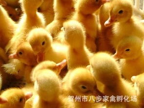 优质樱桃谷鸭苗批发，专业养殖供应商，质量保证