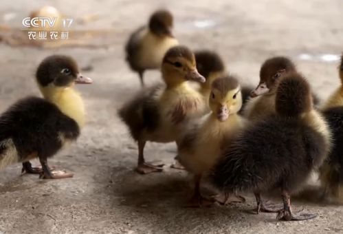 茂名男子巧养番鸭，年销3800万成就财富传奇