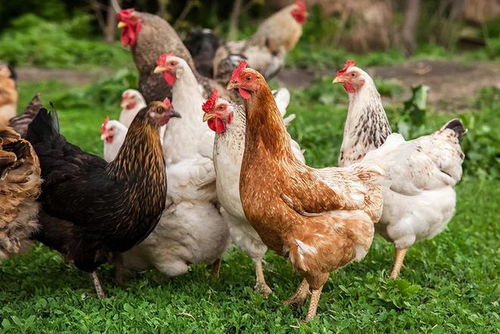 揭秘家畜家禽大不同——家禽孵化的奥秘