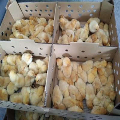 西双版纳龙发家禽孵化养殖场 良凤花鸡苗批发与饲养技术指导