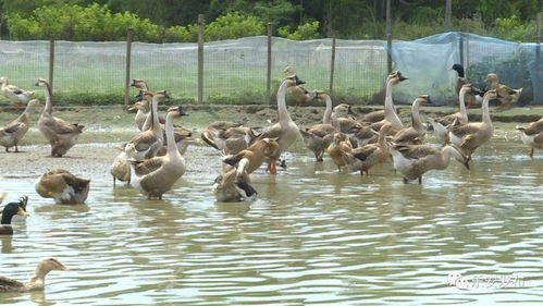 廖小华 巧借家禽孵化技术，铺就乡村脱贫致富路