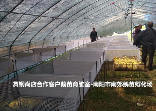 宛城区振山西洼家禽孵化供应 2020年诚心推荐的优质养鹅基地